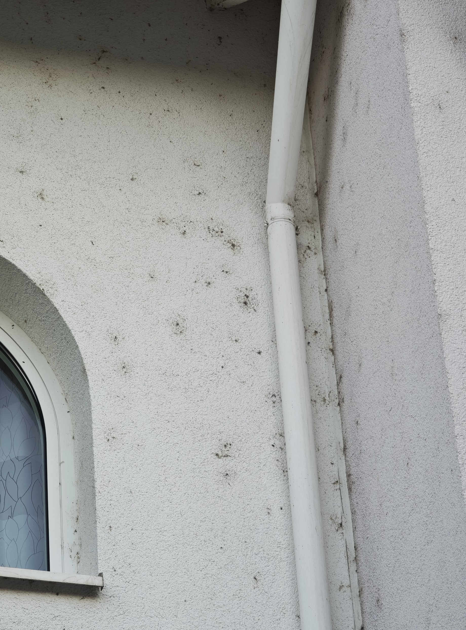 Fassade mit Mauerspinnen-Verschmutzung